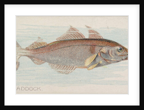 Haddock, from the Fish from American Waters series for Allen & Ginter Cigarettes Brands, 1889 by Allen & Ginter
