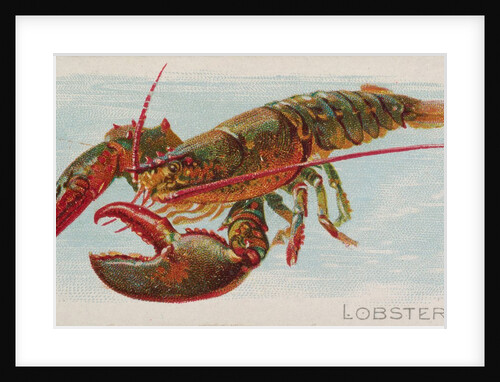 Lobster, from the Fish from American Waters series for Allen & Ginter Cigarettes Brands, 1889 by Allen & Ginter