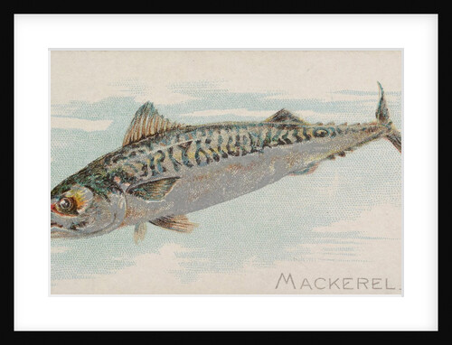 Mackerel, from the Fish from American Waters series for Allen & Ginter Cigarettes Bra…, 1889 by Allen & Ginter