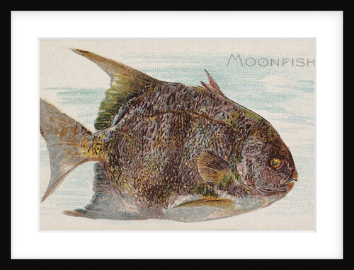 Moonfish, from the Fish from American Waters series for Allen & Ginter Cigarettes Bra…, 1889 by Allen & Ginter