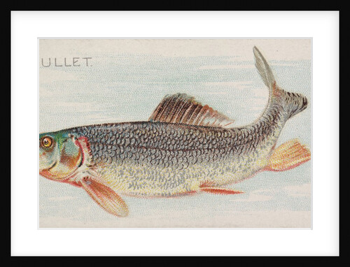 Mullet, from the Fish from American Waters series for Allen & Ginter Cigarettes Brands, 1889 by Allen & Ginter