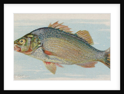 Perch, from the Fish from American Waters series for Allen & Ginter Cigarettes Brands, 1889 by Allen & Ginter