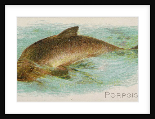 Porpoise, from the Fish from American Waters series for Allen & Ginter Cigarettes Bra…, 1889 by Allen & Ginter