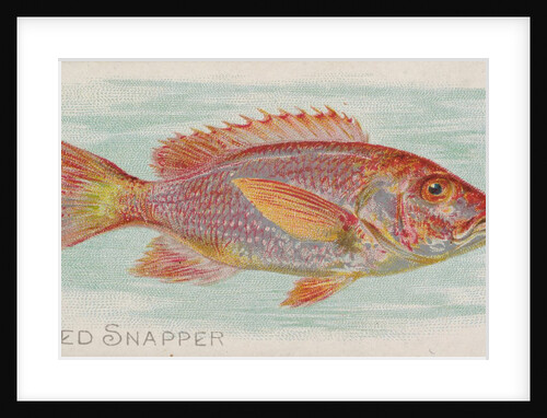 Red Snapper, from the Fish from American Waters series for Allen & Ginter Cigarettes …, 1889 by Allen & Ginter