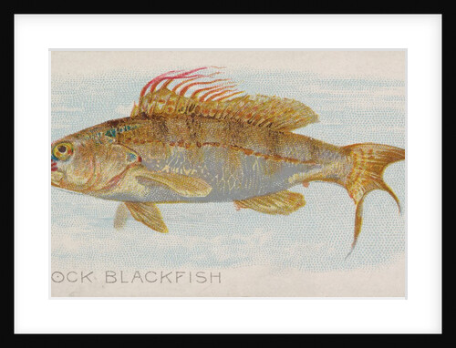 Rock Blackfish, from the Fish from American Waters series for Allen & Ginter Cigarett…, 1889 by Allen & Ginter