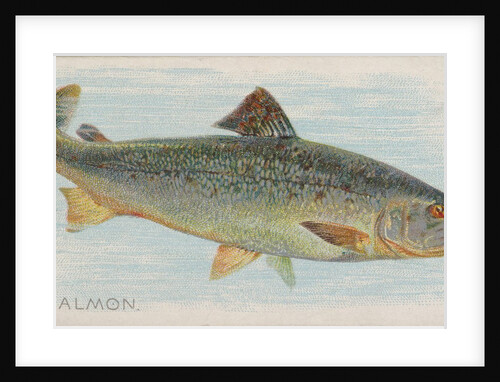 Salmon, from the Fish from American Waters series for Allen & Ginter Cigarettes Brands, 1889 by Allen & Ginter