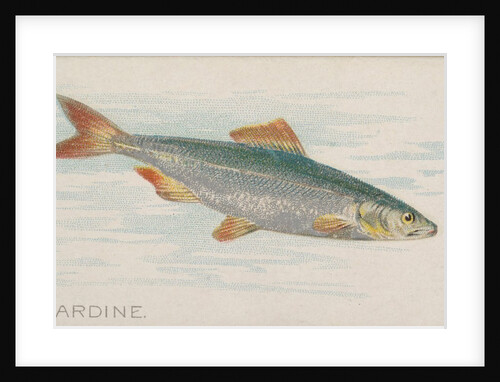Sardine, from the Fish from American Waters series for Allen & Ginter Cigarettes Brands, 1889 by Allen & Ginter