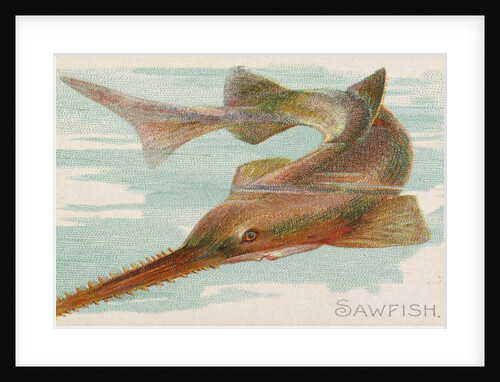Sawfish, from the Fish from American Waters series for Allen & Ginter Cigarettes Brands, 1889 by Allen & Ginter