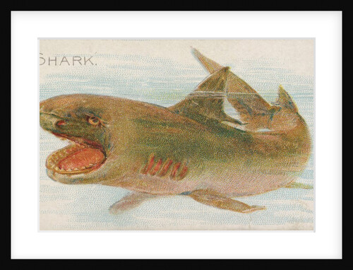 Shark, from the Fish from American Waters series for Allen & Ginter Cigarettes Brands, 1889 by Allen & Ginter