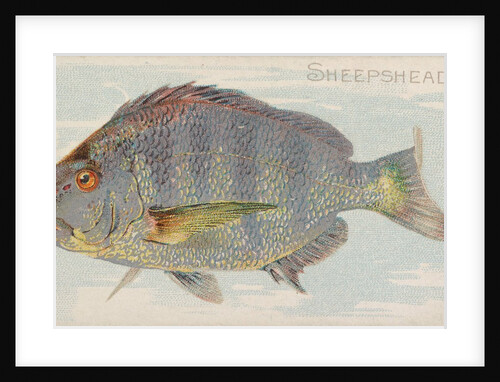 Sheepshead, from the Fish from American Waters series for Allen & Ginter Cigarettes B…, 1889 by Allen & Ginter