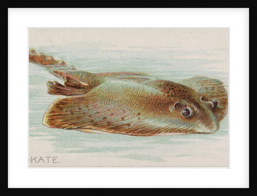 Skate, from the Fish from American Waters series for Allen & Ginter Cigarettes Brands, 1889 by Allen & Ginter