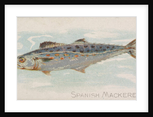 Spanish Mackerel, from the Fish from American Waters series for Allen & Ginter Cigare…, 1889 by Allen & Ginter