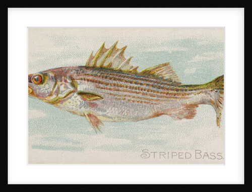 Striped Bass, from the Fish from American Waters series for Allen & Ginter Cigarettes…, 1889 by Allen & Ginter