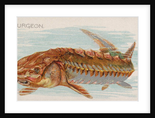 Sturgeon, from the Fish from American Waters series for Allen & Ginter Cigarettes Bra…, 1889 by Allen & Ginter