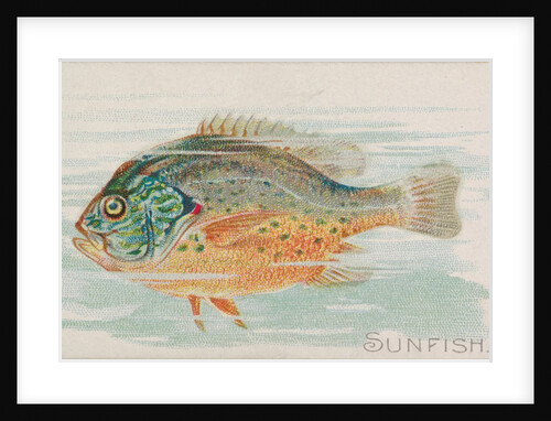 Sunfish, from the Fish from American Waters series for Allen & Ginter Cigarettes Brands, 1889 by Allen & Ginter