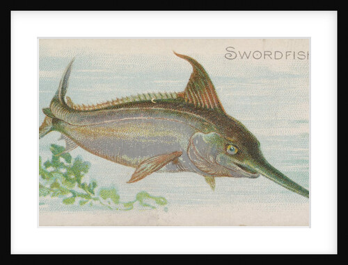 Swordfish, from the Fish from American Waters series for Allen & Ginter Cigarettes Br…, 1889 by Allen & Ginter