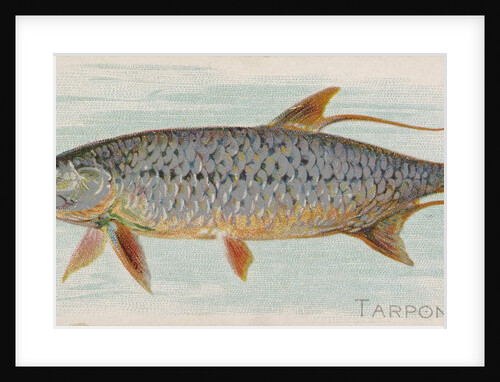 Tarpon, from the Fish from American Waters series for Allen & Ginter Cigarettes Brands, 1889 by Allen & Ginter