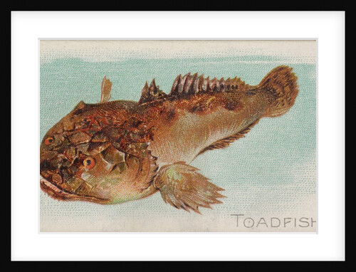 Toadfish, from the Fish from American Waters series for Allen & Ginter Cigarettes Bra…, 1889 by Allen & Ginter