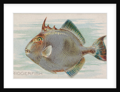 Triggerfish, from the Fish from American Waters series for Allen & Ginter Cigarettes …, 1889 by Allen & Ginter