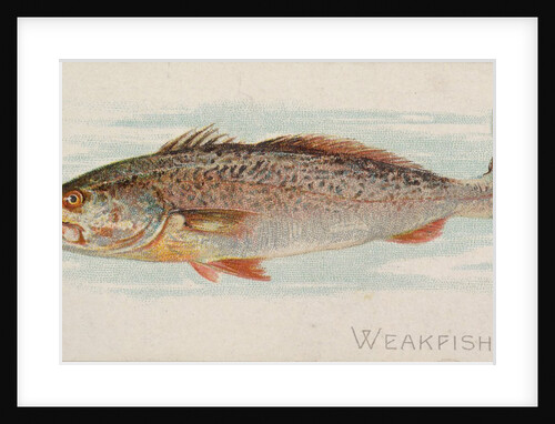 Weakfish, from the Fish from American Waters series for Allen & Ginter Cigarettes Bra…, 1889 by Allen & Ginter