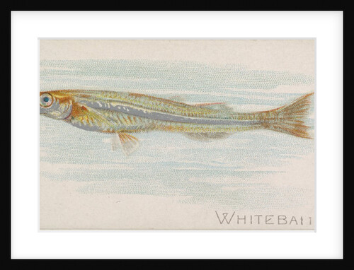 Whitebait, from the Fish from American Waters series for Allen & Ginter Cigarettes Br…, 1889 by Allen & Ginter