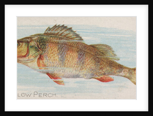 Yellow Perch, from the Fish from American Waters series for Allen & Ginter Cigarettes…, 1889 by Allen & Ginter