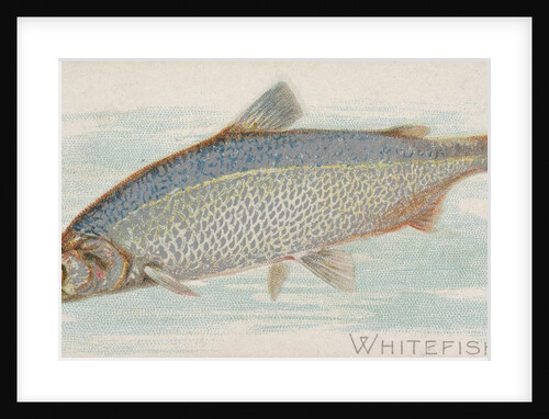 Whitefish, from the Fish from American Waters series for Allen & Ginter Cigarettes Br…, 1889 by Allen & Ginter