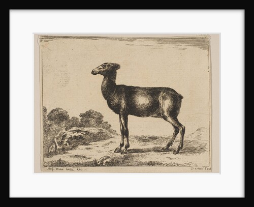 Plate 15: doe, from 'Various animals', after 1641 by Unknown