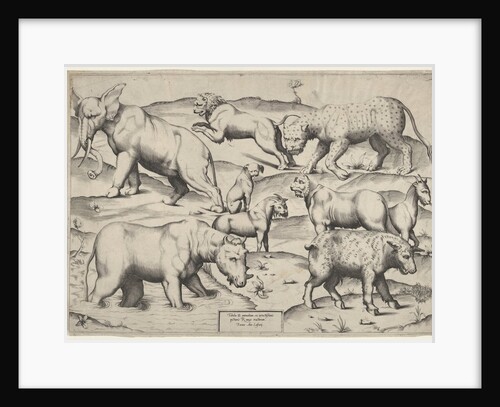 Various Animals by Unknown