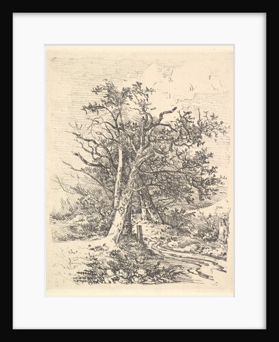 Tree Trunks and Lane, 1811-13 by John Crome