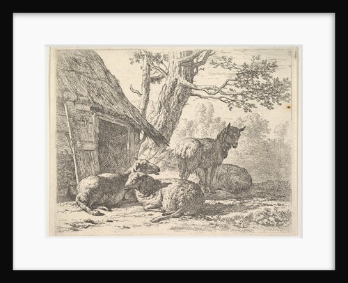 Four sheep, one sheep stands among three others lying on the ground next to a shed with th…, 1658 by Karel Du Jardin