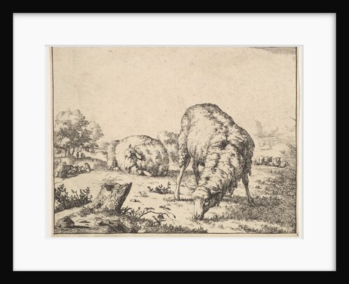 Sheep, from a set of 16 plates, 1664 by Marcus de Bye