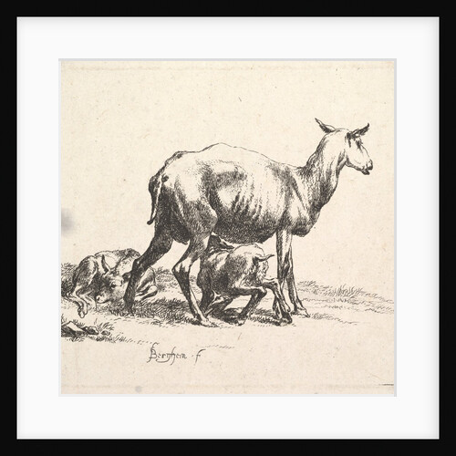 Sheep with Lamb Nursing by Nicolaes Berchem