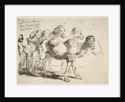 Three Dromedaries by Unknown