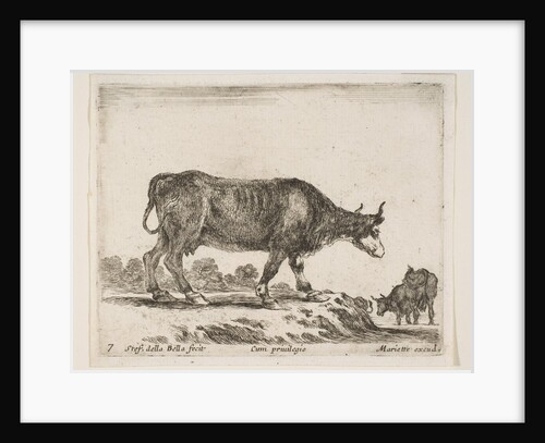 Plate 7: ox, from 'Various animals', ca. 1641 by Stefano della Bella