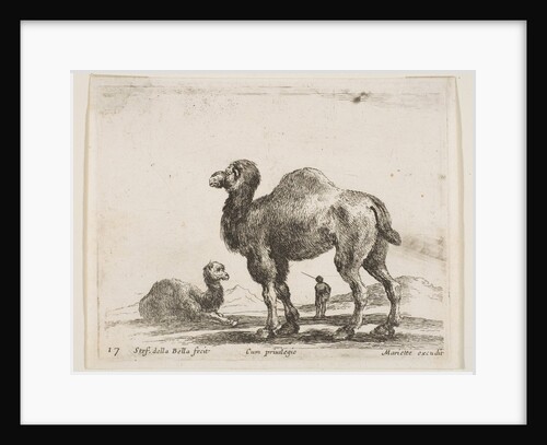 Plate 17: camels, from 'Various animals', ca. 1641 by Stefano della Bella