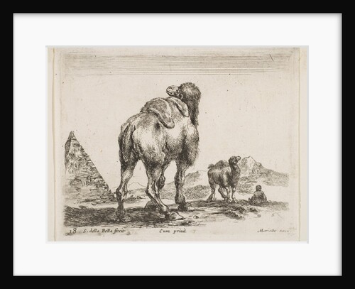 Plate 18: camel viewed from behind with pyramid at left, from 'Various animals by Stefano della Bella