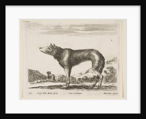 Plate 20: wolf, from 'Various animals', ca. 1641 by Stefano della Bella