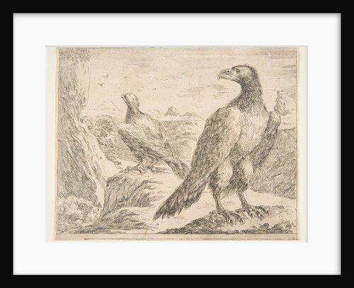 Two eagles, from 'Eagles', ca. 1651 by Stefano della Bella