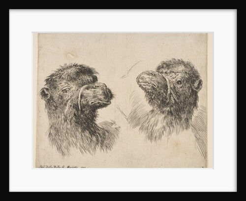 Two Camel Heads, ca. 1641 by Stefano della Bella