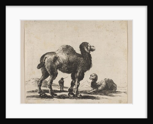 Plate 17: camels, from 'Various animals', after 1641 by Unknown
