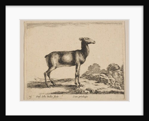 Plate 15: doe, from 'Various animals', ca. 1641 by Stefano della Bella