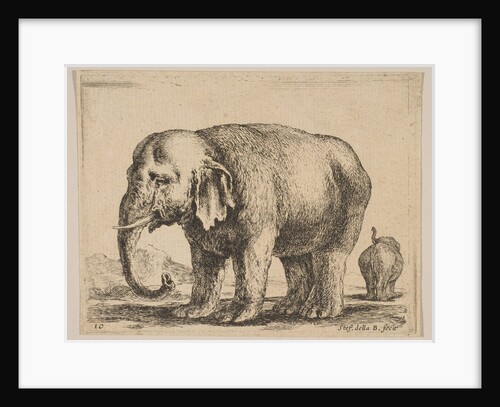 Plate 10: elephant, from 'Various animals', ca. 1641 by Stefano della Bella