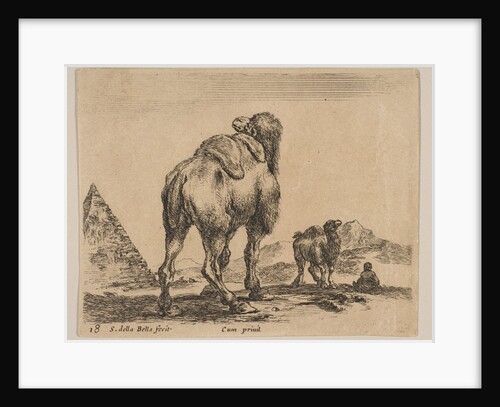 Plate 18: camel viewed from behind with pyramid at left, from 'Various animals by Stefano della Bella