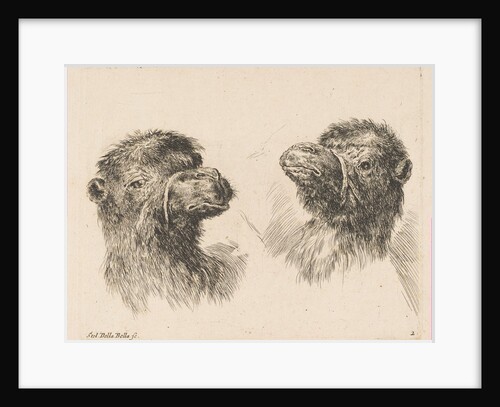 Two Camel Heads, ca. 1641 by Stefano della Bella