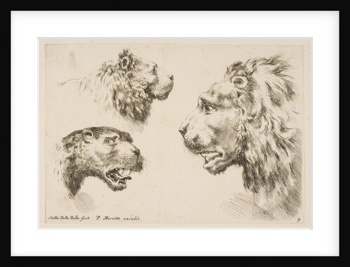 Heads of Three Lions, ca. 1641 by Stefano della Bella
