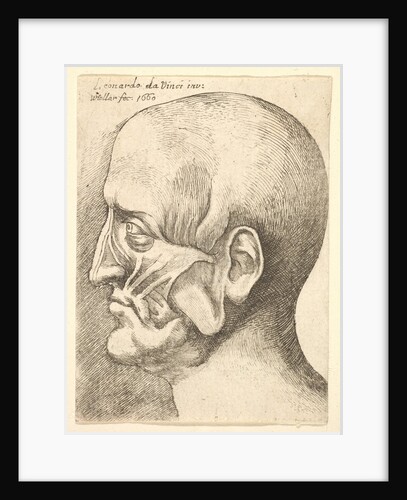 Ecorche head of a man in profile to left, 1660 by Wenceslaus Hollar