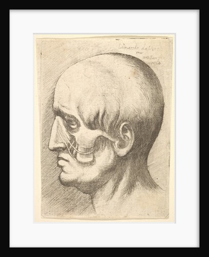 Male head in profile to left with muscles exposed, 1660 by Wenceslaus Hollar
