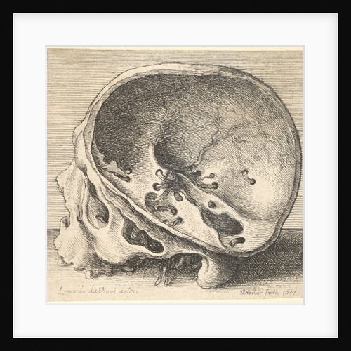 Sectioned skull in profile to left with the left side of the cranium removed, 1651 by Wenceslaus Hollar