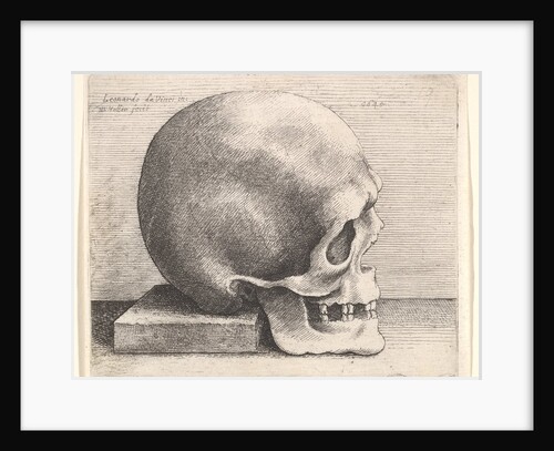 Skull in profile to right, 1645 by Wenceslaus Hollar